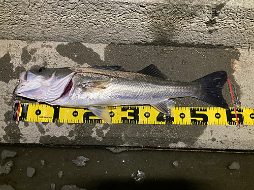 シーバスの釣果