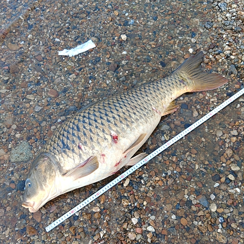 コイの釣果