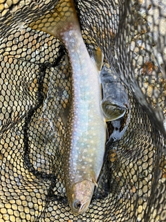 イワナの釣果