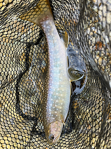 イワナの釣果