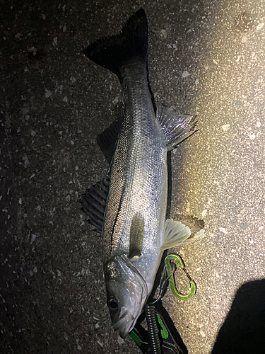 シーバスの釣果