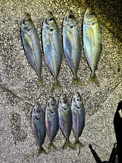 アジの釣果