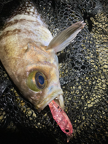 シロメバルの釣果