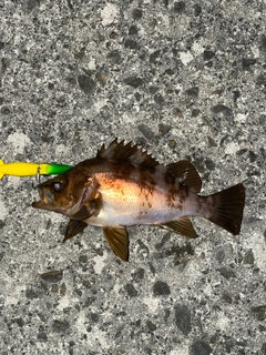 シロメバルの釣果