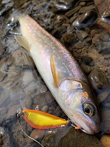 アメマスの釣果