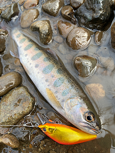 アメマスの釣果