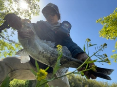 タイリクスズキの釣果