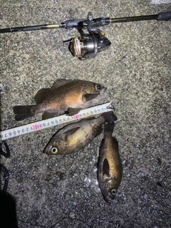 メバルの釣果
