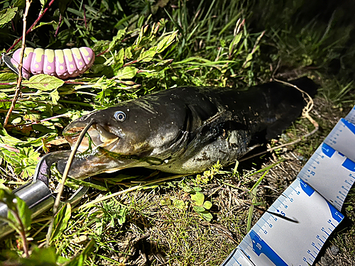 ナマズの釣果