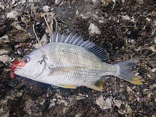 キビレの釣果