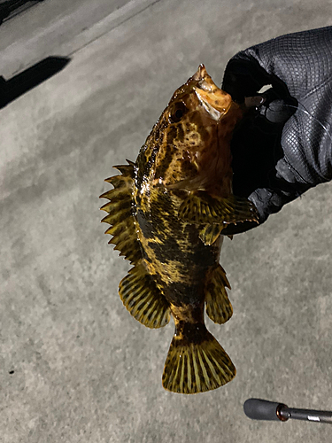 ベッコウゾイの釣果