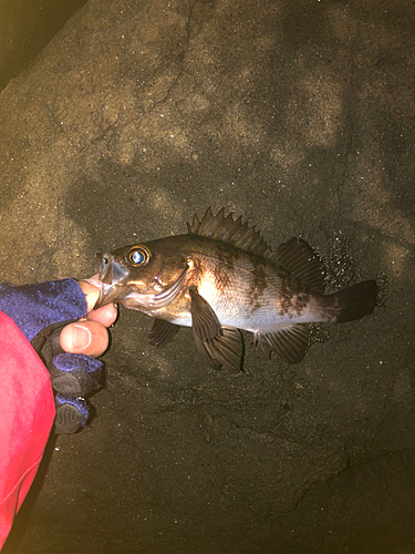 シロメバルの釣果