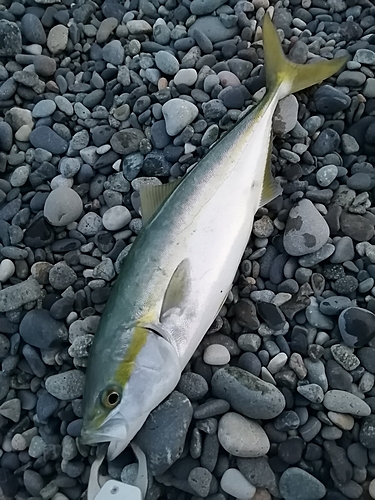 ツバイソの釣果