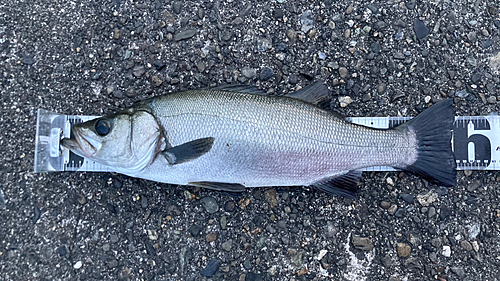 ヒラスズキの釣果