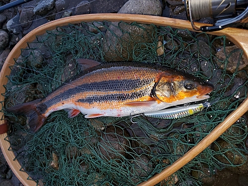 ウグイの釣果