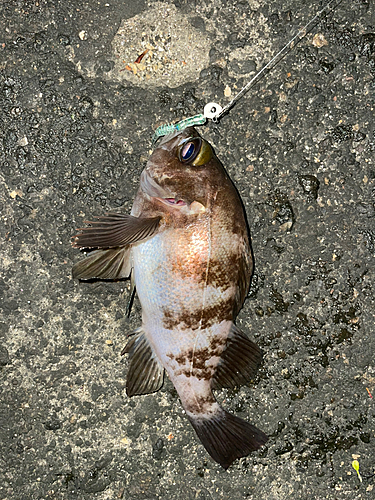 メバルの釣果