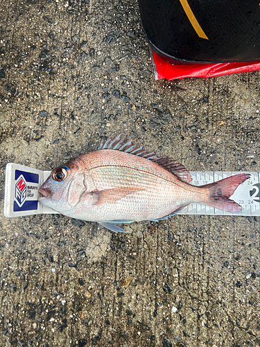 マダイの釣果