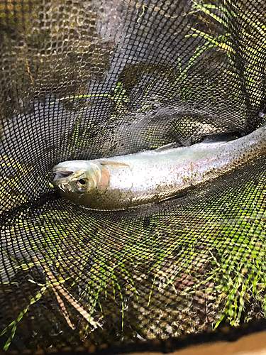 ニジマスの釣果