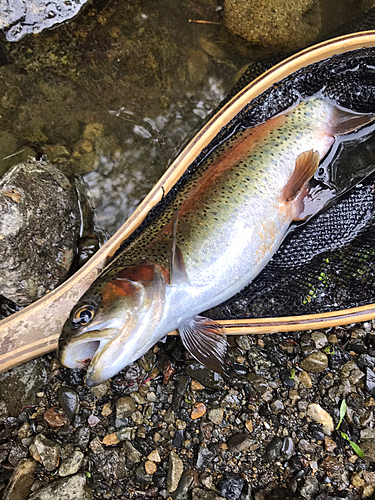 ニジマスの釣果