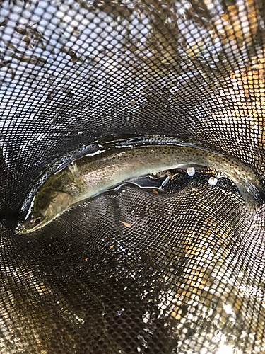 ニジマスの釣果