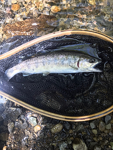 ヤマメの釣果