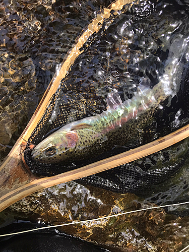 ニジマスの釣果