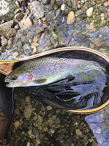 ニジマスの釣果