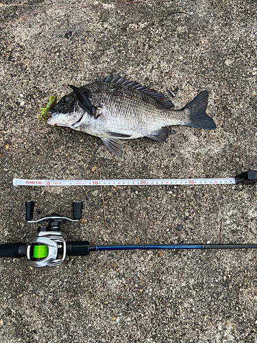 チヌの釣果