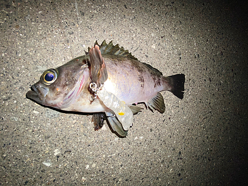 メバルの釣果