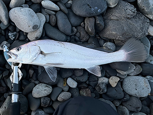 ニベの釣果