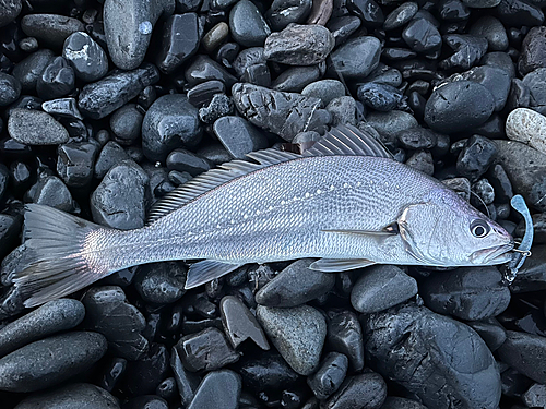 ニベの釣果