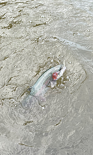 ニジマスの釣果