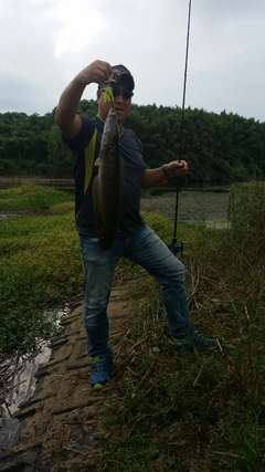 ライギョの釣果