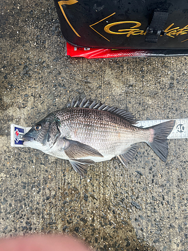 クロダイの釣果