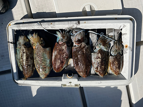 モンゴウイカの釣果