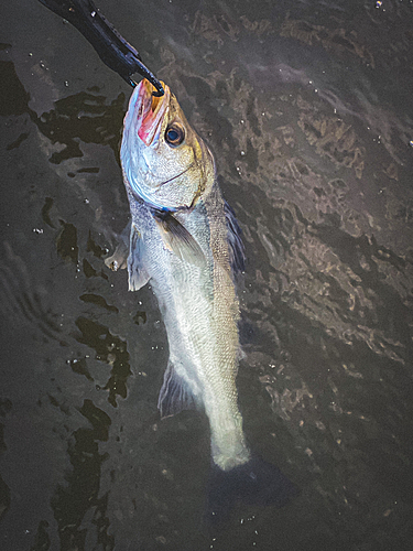 スズキの釣果