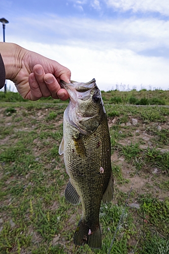 ラージマウスバスの釣果