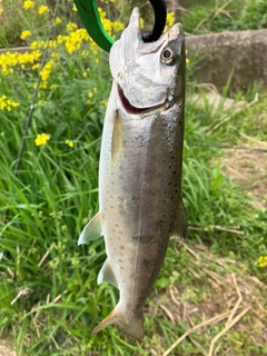 釣果