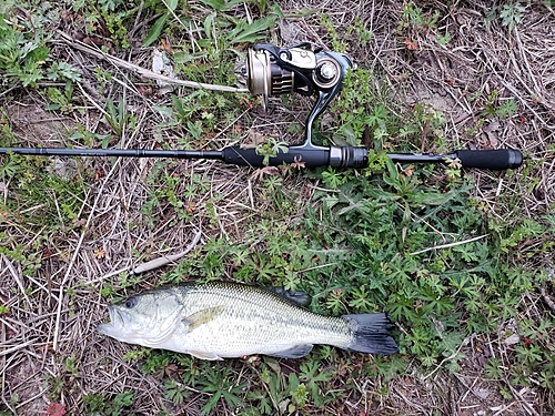 ラージマウスバスの釣果