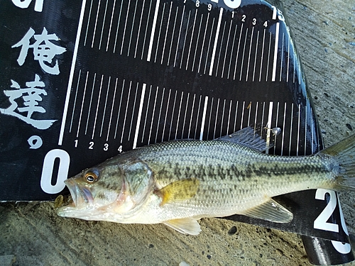 ブラックバスの釣果