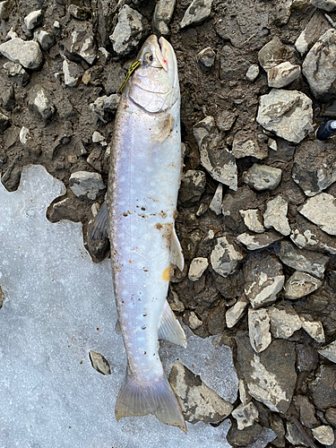 アメマスの釣果