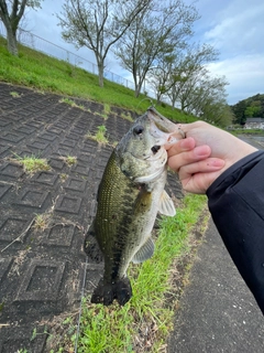 ラージマウスバスの釣果