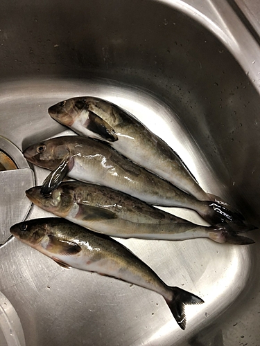 ホッケの釣果