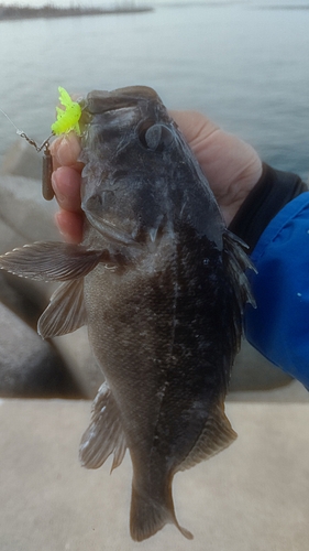 クロソイの釣果