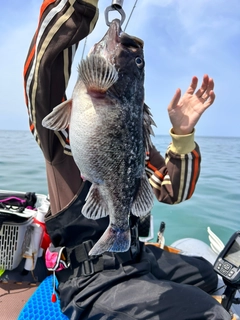 クロソイの釣果