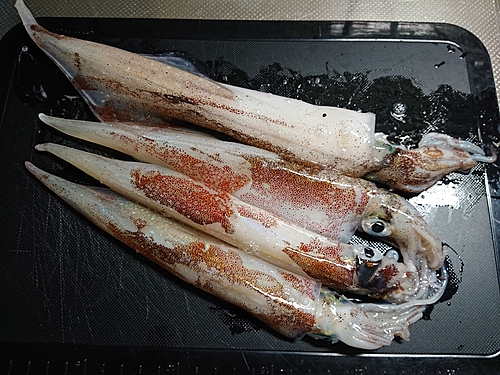 ヤリイカの釣果