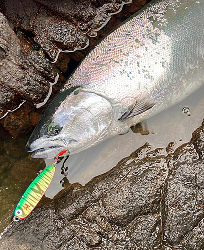 サクラマスの釣果