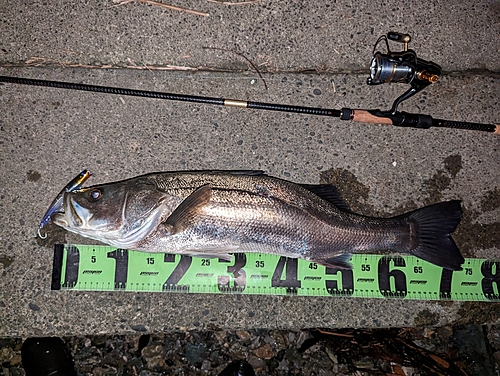 スズキの釣果