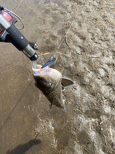 ニゴイの釣果