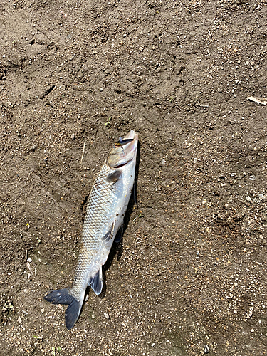 ニゴイの釣果